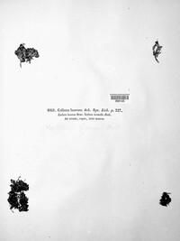Scytinium pulvinatum image